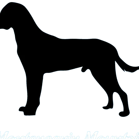 Montenegrinischer Gebirgslaufhund