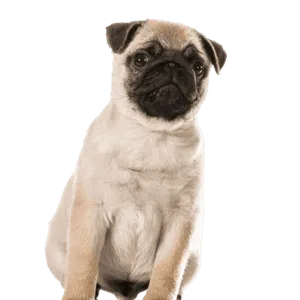 Mops 1