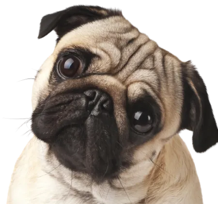 Mops Profile