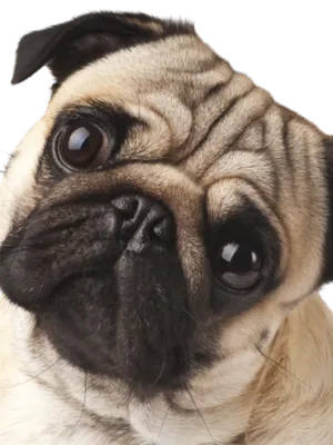 Mops Profile