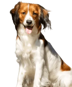Nederlandse Kooikerhondje