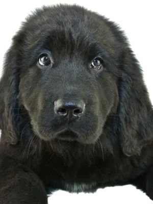 Neufundländer Profile