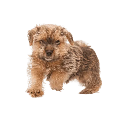 Norfolk Terrier (6)