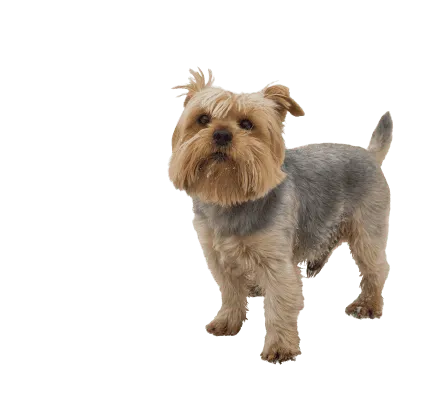 Norfolk Terrier (5)