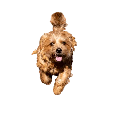 Norfolk Terrier (4)