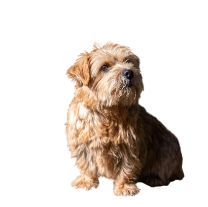 Norfolk Terrier (2)