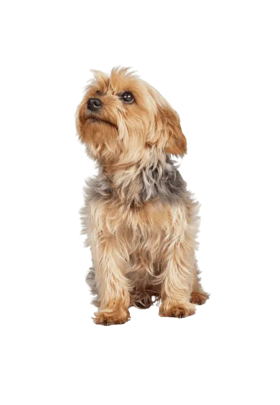 Norfolk Terrier (3)