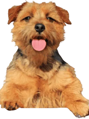 Norfolk Terrier