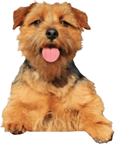 Norfolk Terrier