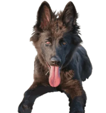 Norwegischer Elchhund schwarz