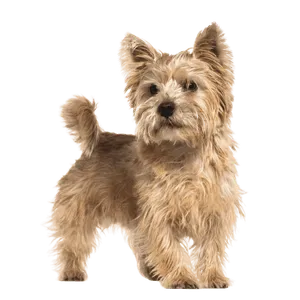 Norwich Terrier (5)