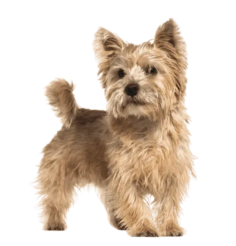 Norwich Terrier (5)