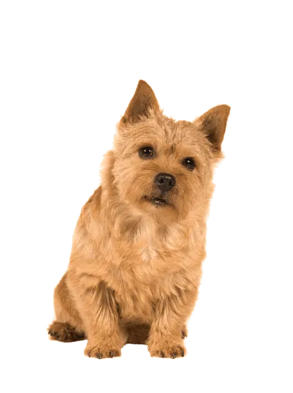 Norwich Terrier (4)