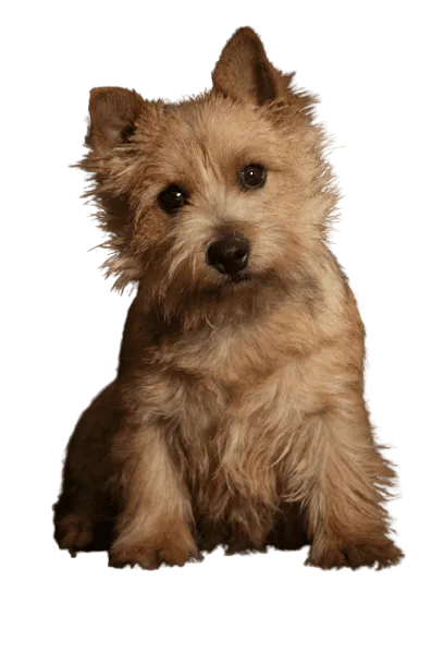 Norwich Terrier (6)