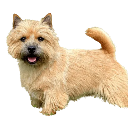 Norwich Terrier (7)