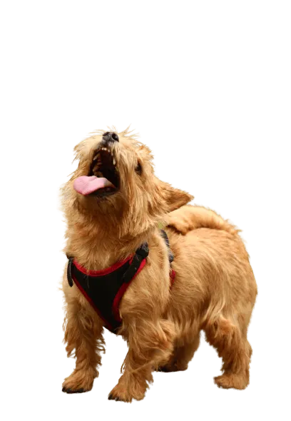 Norwich Terrier (3)