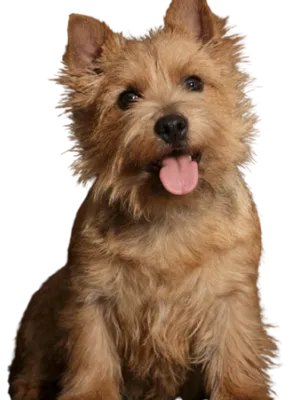 Norwich Terrier
