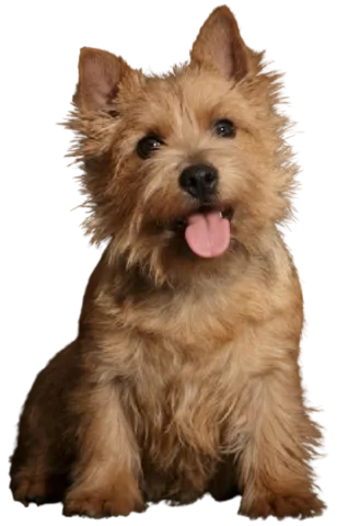 Norwich Terrier