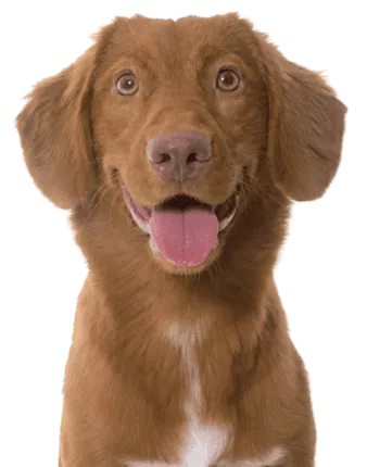 Nova Scotia Duck Tolling Retriever
