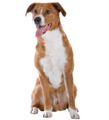 Österreichischer Pinscher