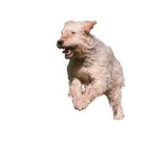Otterhund
