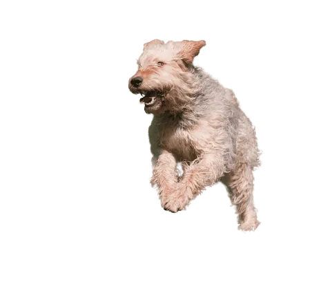 Otterhund