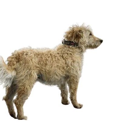 Otterhund