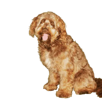 Otterhund