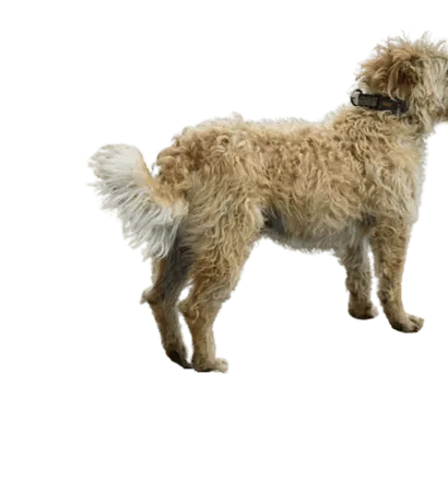 Otterhund