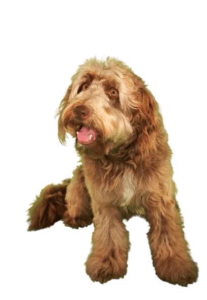 Otterhund