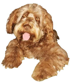 Otterhund