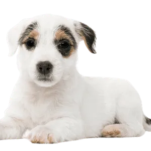Parson Russell Terrier puppy