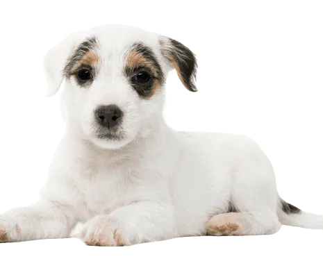 Parson Russell Terrier puppy