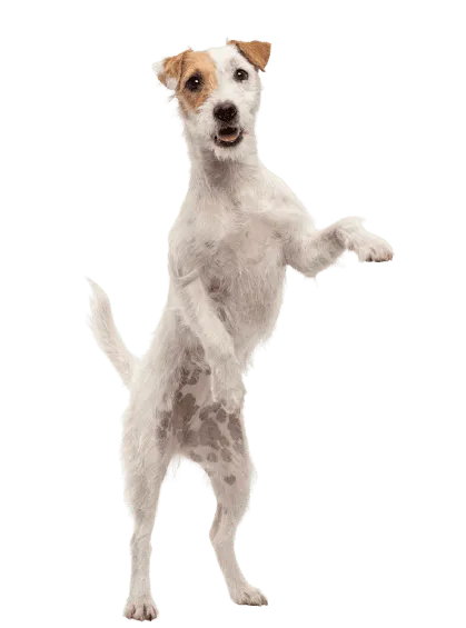 Parson Russell Terrier adult