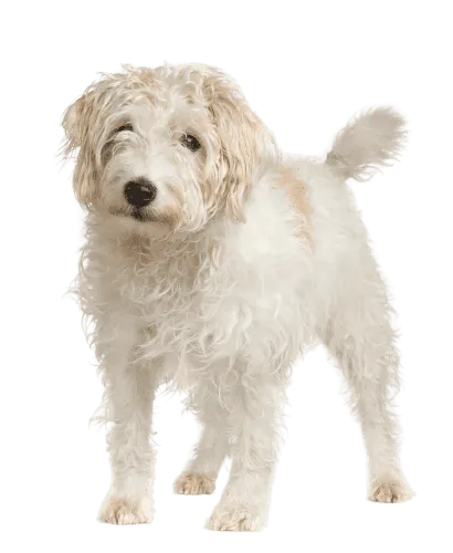Parson Russell Terrier senior