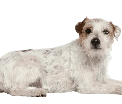 Parson Russell Terrier (2)