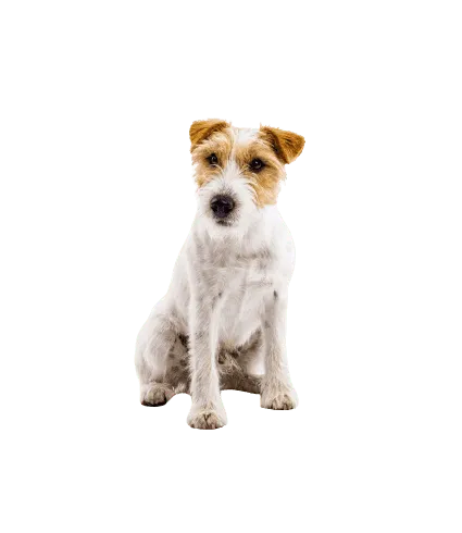 Parson Russell Terrier 1
