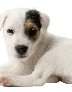 Parson Russell Terrier (1)