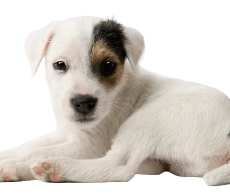 Parson Russell Terrier (1)