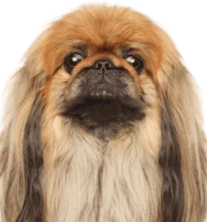Pekingese
