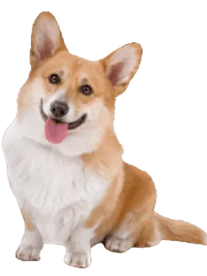 Pembroke Welsh Corgi