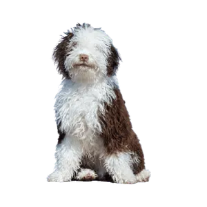 Perro de Agua Español (2)