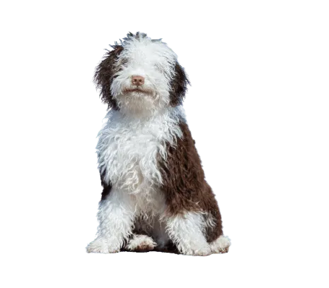Perro de Agua Español (2)
