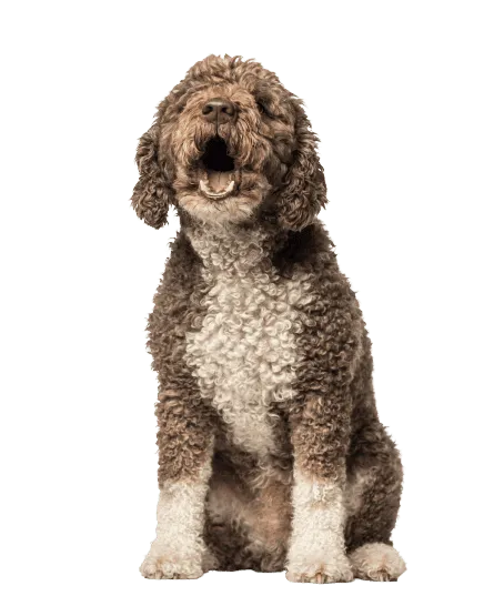 Perro de Agua Español (4)