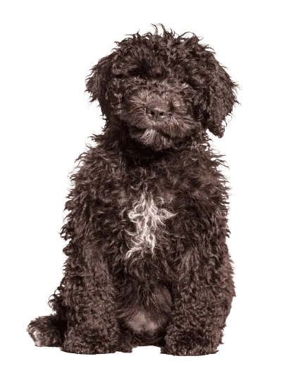 Perro de Agua Español (3)