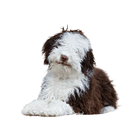 Perro de Agua Español (6)