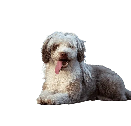 Perro de Agua Español (5)