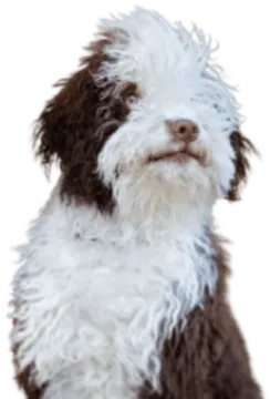 Perro de Agua Español