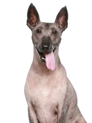 Peruanischer Nackthund