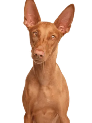 Pharaonenhund